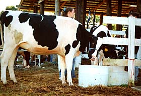 [photo, Cows, Crownsville, Maryland]